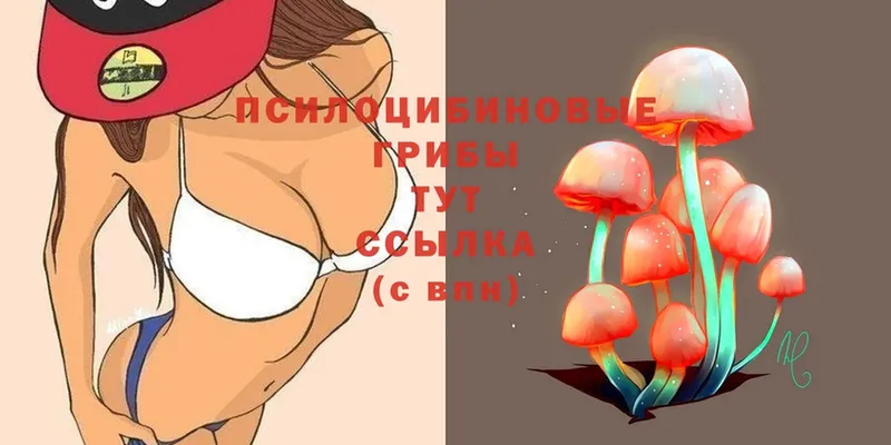 ОМГ ОМГ зеркало  Новосиль  Псилоцибиновые грибы MAGIC MUSHROOMS 